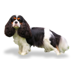 Cavalier King Charles Spaniel